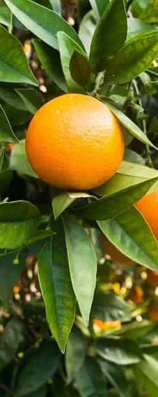 Laranja